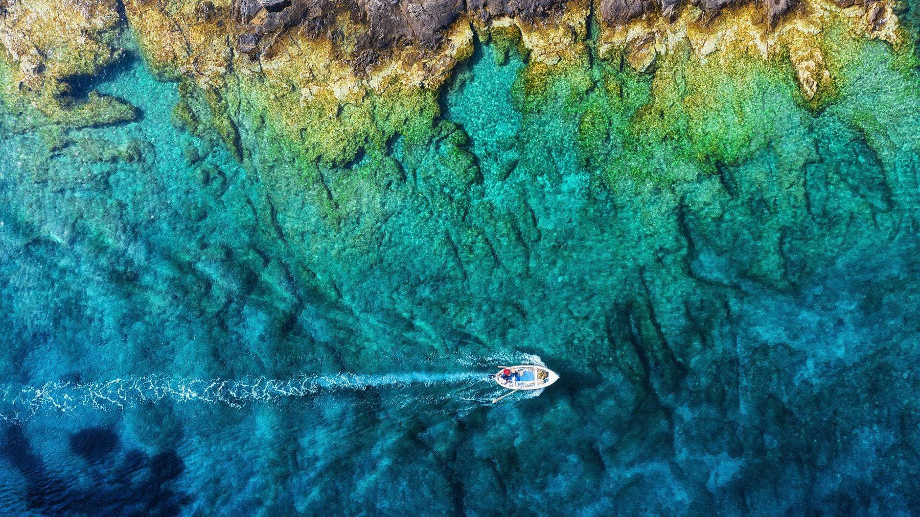 Découvrir la vie marine en mer avec un bateau semi-rigide : conseils d'observation et d'interaction responsable