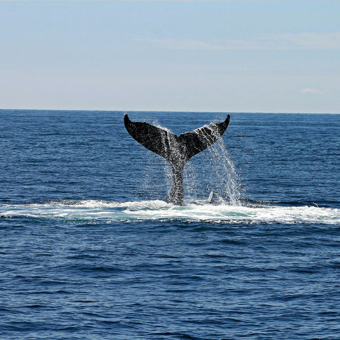 Où voir des baleines en Europe ? Guide Complet